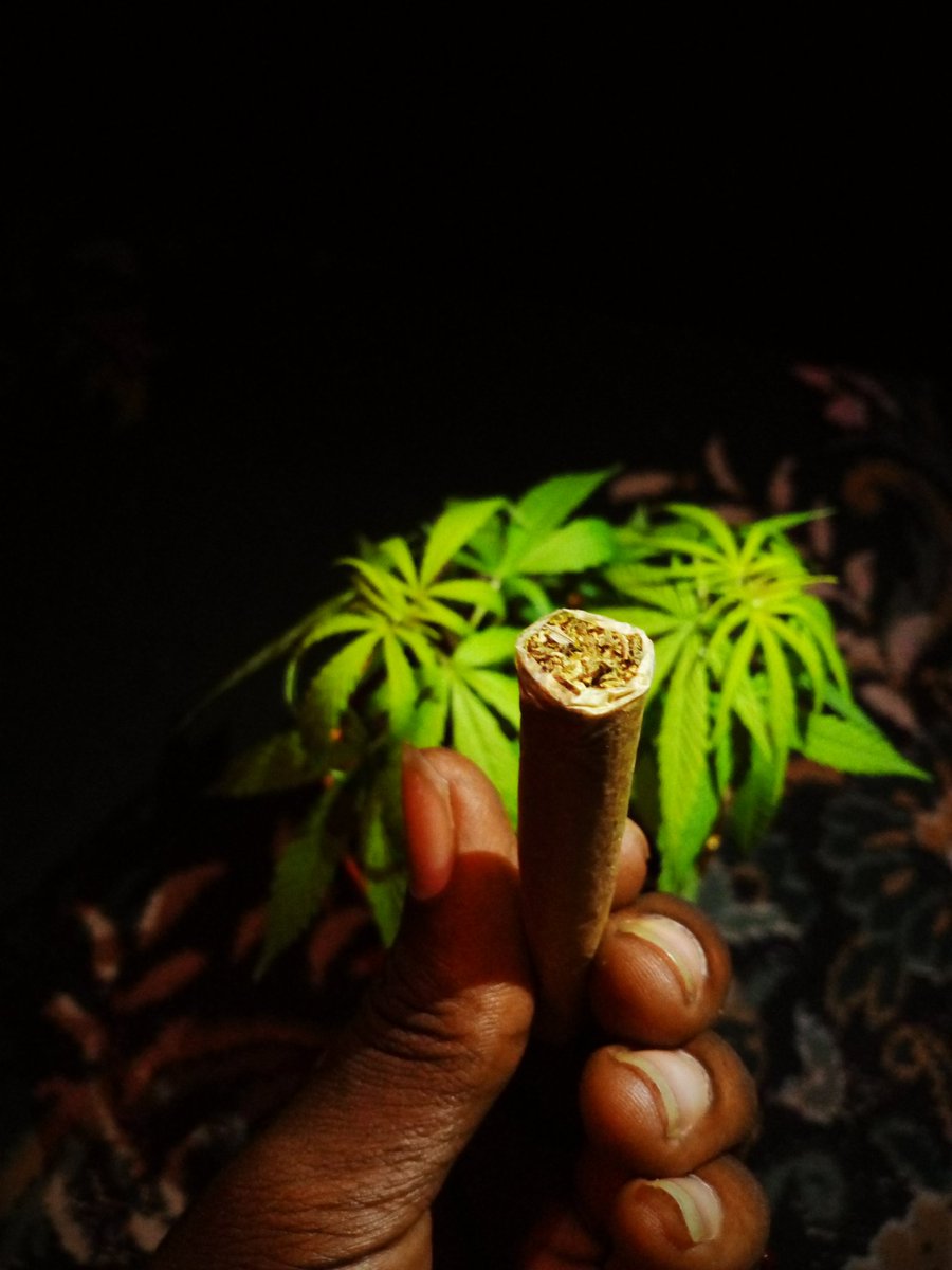 delano_josh's tweet photo. Meanwhile 💨💚🧘🏽‍♂️
#iamcanabis #CannabisCommunity #420friendly #420blazeit #WeedLovers #weedsmokers #weeds #420community #420smoke #icantbreathe #smokeweedeveryday #kush #Lightitup #WeedLife #smokeupchallenge https://t.co/8BWA5XYd8w