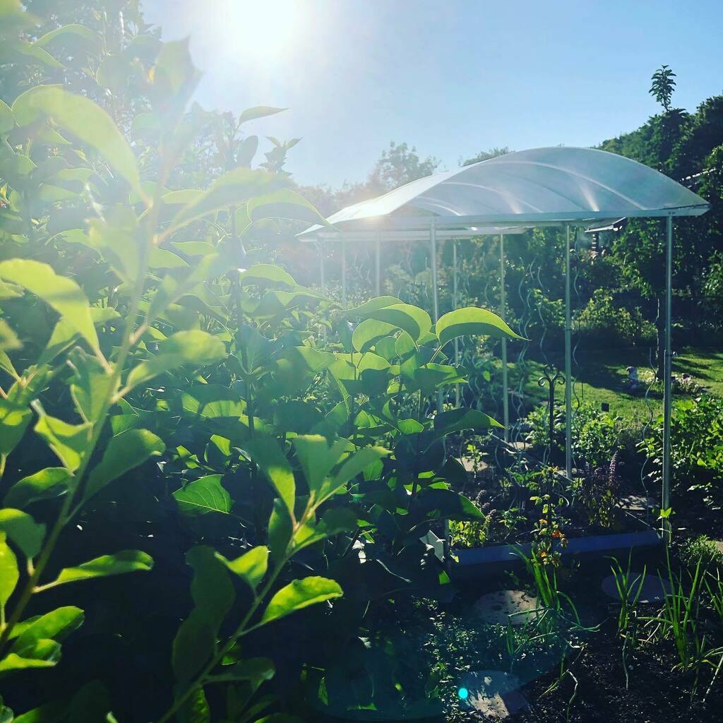 SONNE!!! ☀️☀️☀️ #münchen #westpark #münchenliebe #munich #gartenliebe #garten #sendling #munichstagram #münchenstagram #münchenblogger #sendlingwestpark #instagarten #garden #gardening #garteln #grünerdaumen instagr.am/p/CBV-bZtA-Po/