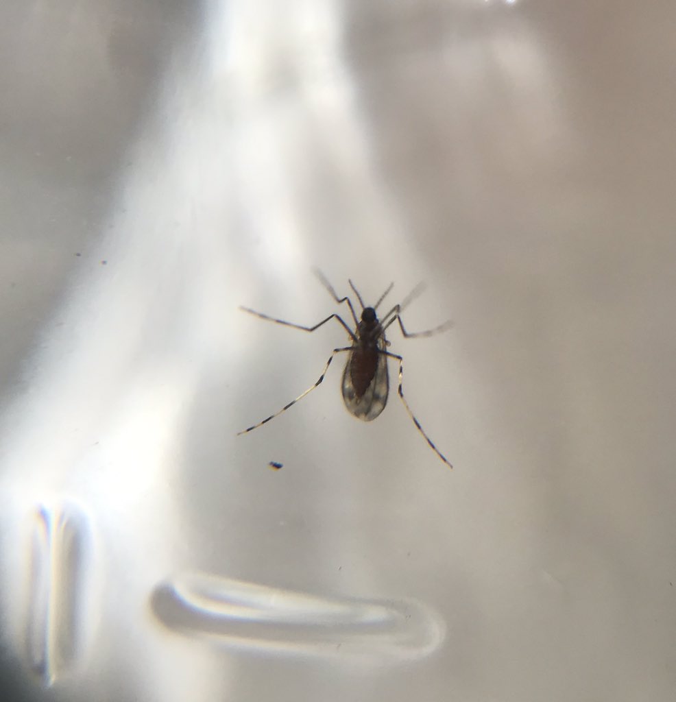 Lauren Botine tweet media