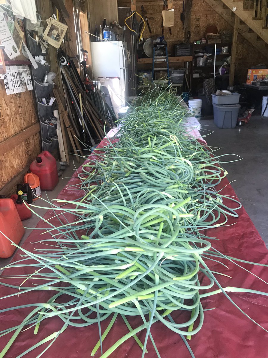 ThaxtonsOrganic's tweet photo. Garlic scapes are ready to sell. Covid safe barn sales or @HFMNow look for our sign up and come on out open most days. 3302836137 https://t.co/3ZDmJLulok