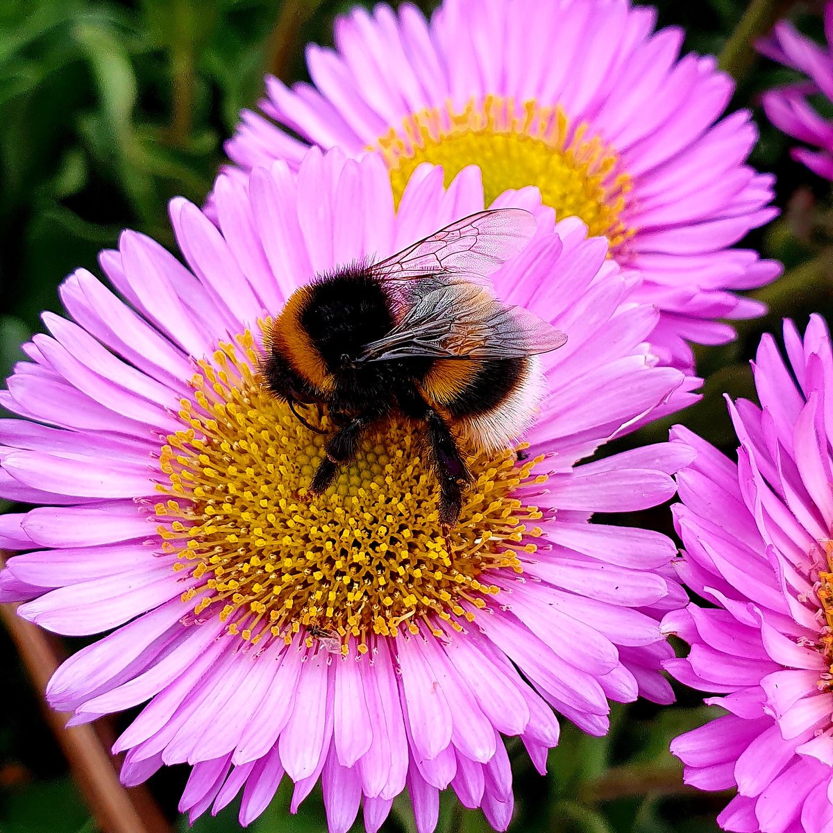 kateffest's tweet photo. @IoloWilliams2 hi iolo taken at Llandudno what bee is this please https://t.co/7bTt5gu5VP