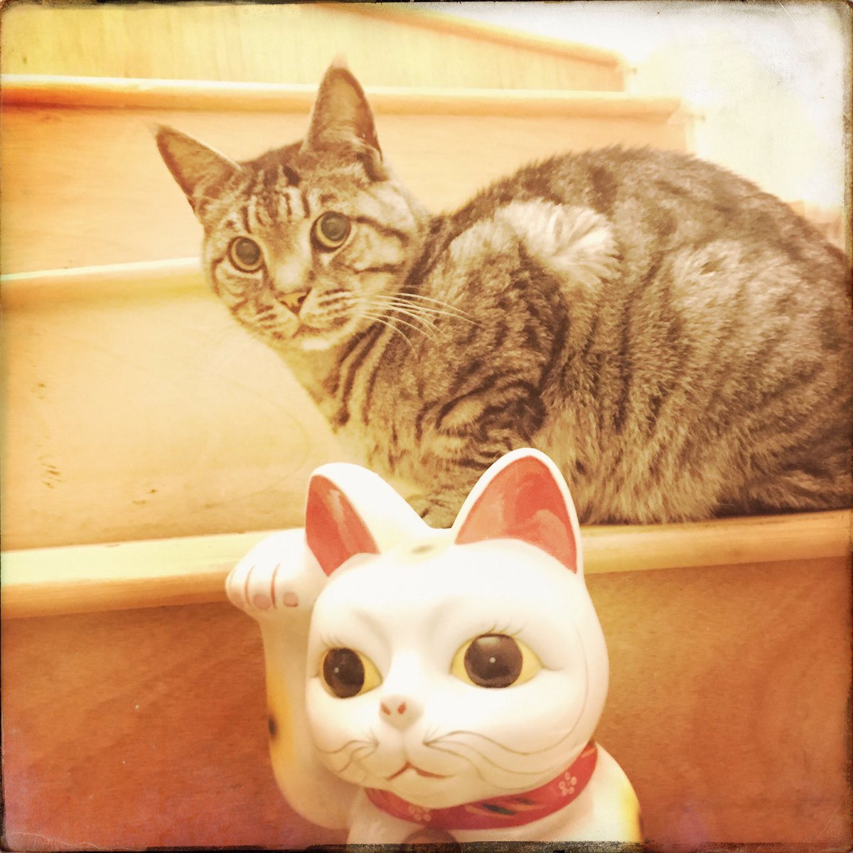 BayleWindow's tweet image. Goodbye my dear little man. Life without you will never be the same. Rest in peace Ralph, you were so very special to me.