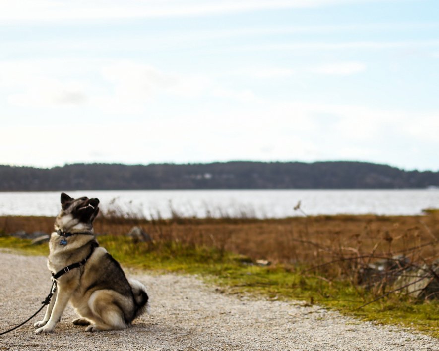 It’s Friday! Get your game face on!
.
.
.
.
.
.
.
.
.

#offtheclockadventurers #explorebc #adventuredog #discoverunder5k #hellobc #norwegianelkhound #wonderfulplaces #lifeofadventure #pnwlife #passionpassport #morningwalk #hikingwithdogs #vsco #roamearth #wildernessculture #kee