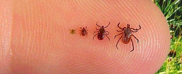 Kene İlaçlama
Keneler insan ve hayvanlara tutunarak bir yaşam biçimi gösterirler. Parazit canlılardır ve haşere grubunda yer alırlar. Kenelere dünyanın her yerinde rastlamak mümkündür. 
yigitcevre.com/kene-ilaclama/…
#keneilaçlama #heşereilaçlama #ilaçlama #ilaçlamahizmeti #yiğitçevre