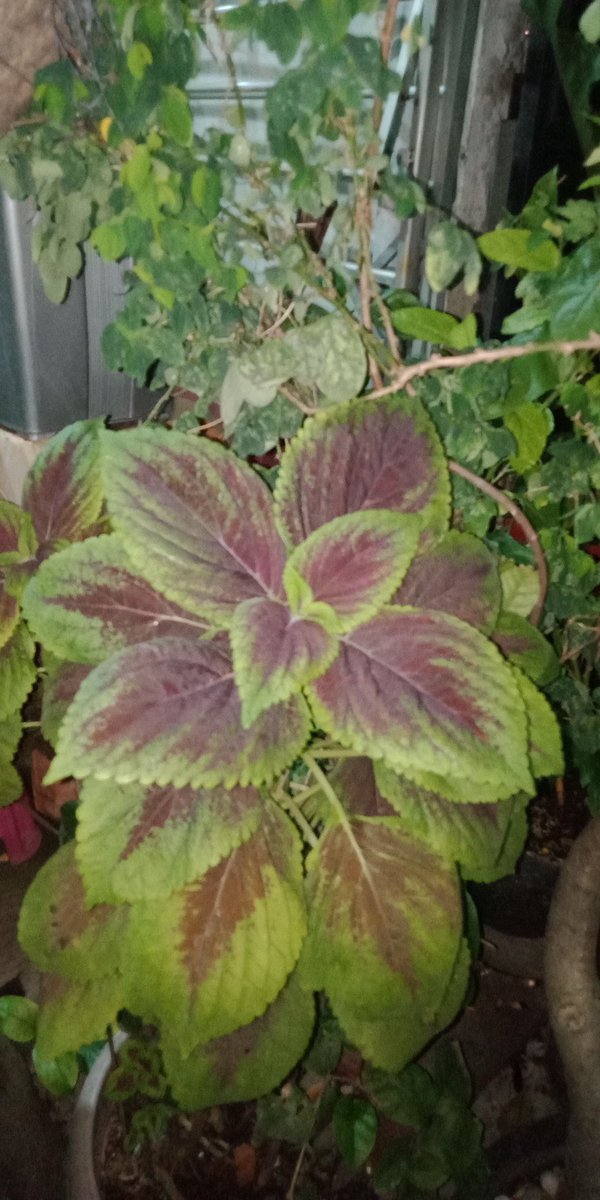 eklesiawidi1's tweet photo. aku kgn senyuman mu mbin😭😭😭
#PlantingHopeForHanbin
#HANBIN #KIMHANB1NFREEDOM
#iKON
#iKONIC
#Always_on_Hanbins_side
#OT7
@ygent_official
@YG_iKONIC
@ikon_shxxbi
@D_dong_ii
@iKON_gnani_____
@iKON_chan_w000
@tkwpcnfak
@sssong6823
@bobbyranika https://t.co/myXVXX5GXZ