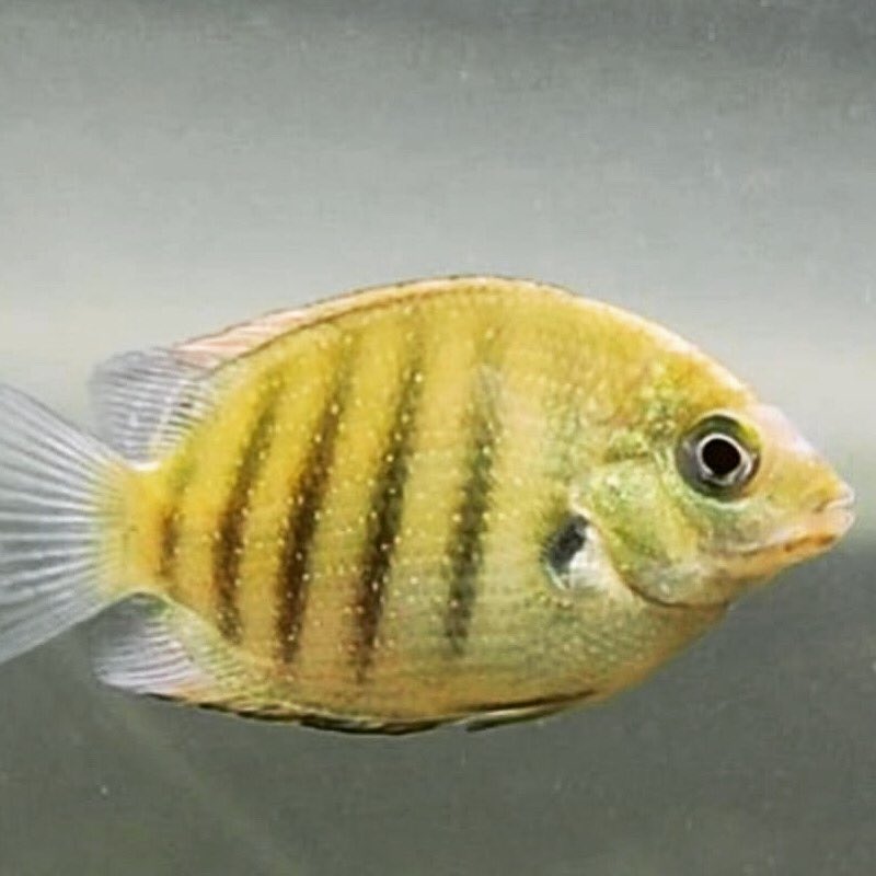 PetFishPlace's tweet photo. Friday's eye-candy: A young Green Chromide, sometimes called the Pearlspot Cichlid.  

#cichlid #india #fish #tropicalfish #fishkeeping #aquarium https://t.co/hYd558KrXS