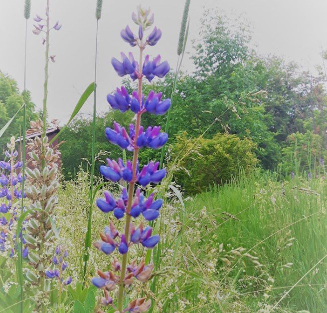 Bronson Centre tweet media