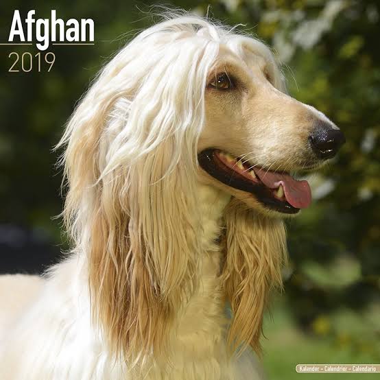 アフガンハウンドのtwitterイラスト検索結果 古い順