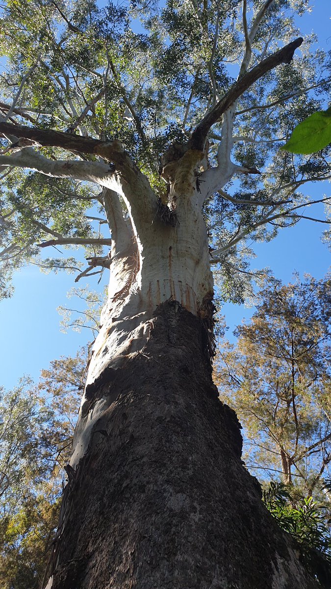 Supagirl10's tweet photo. Volunteering in Tumoulin Forest Reserve to help improve the Yellow-bellied Gliders habitat. https://t.co/lGoX4JBwsK