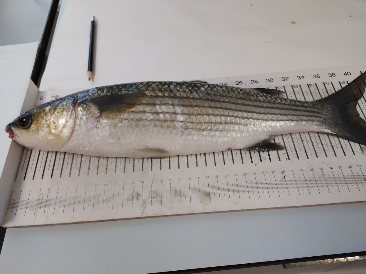 pie_upvehu's tweet photo. Although the sea was meshy and day gloomy we managed to sample some mullets to extract otoliths.
#samplingday #Plentzia #mullets #research https://t.co/gPUKZRPMix