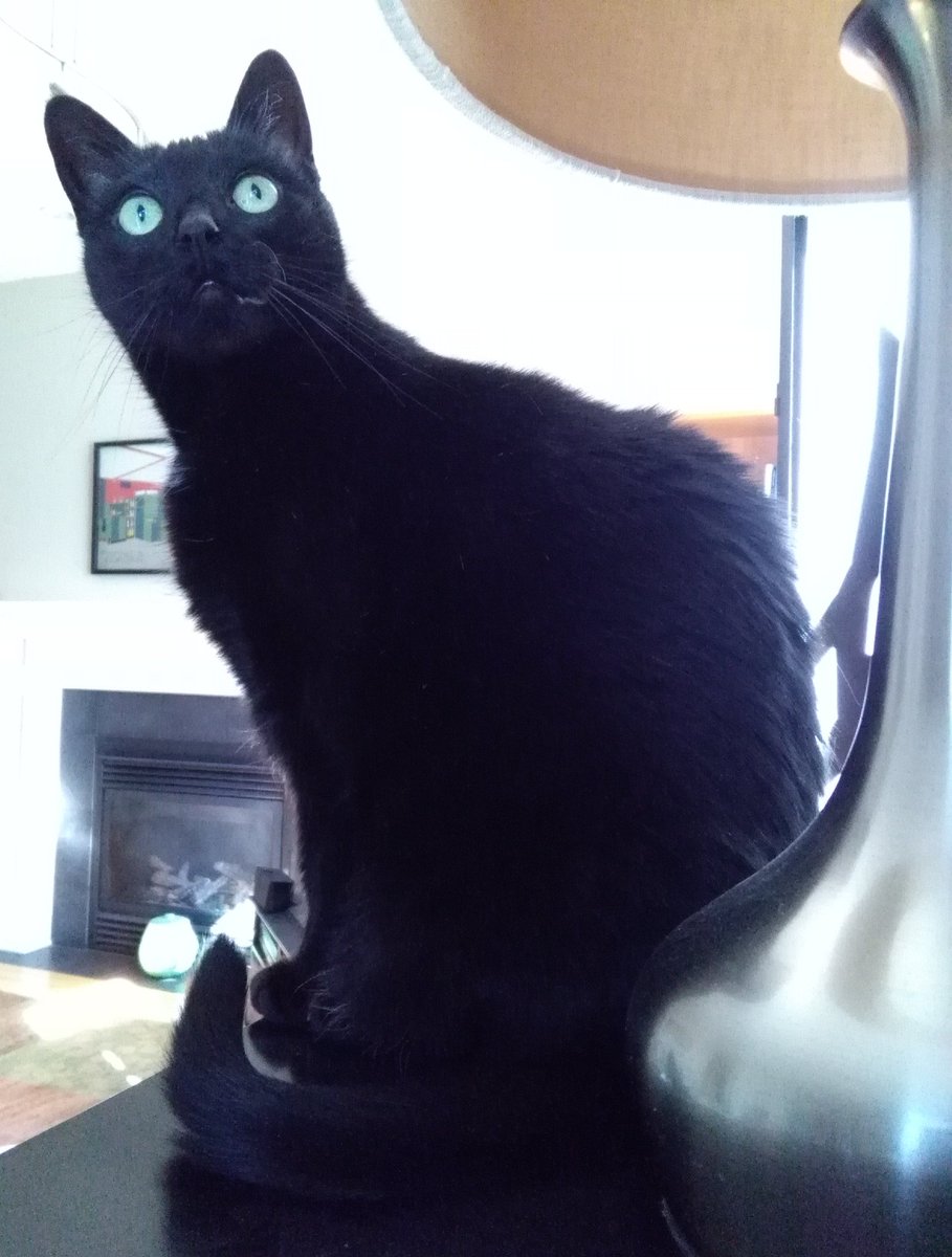 CatDisapproval's tweet photo. I spy with my little eye... a fly, soon to die. Bye! https://t.co/uXwwfB27kJ