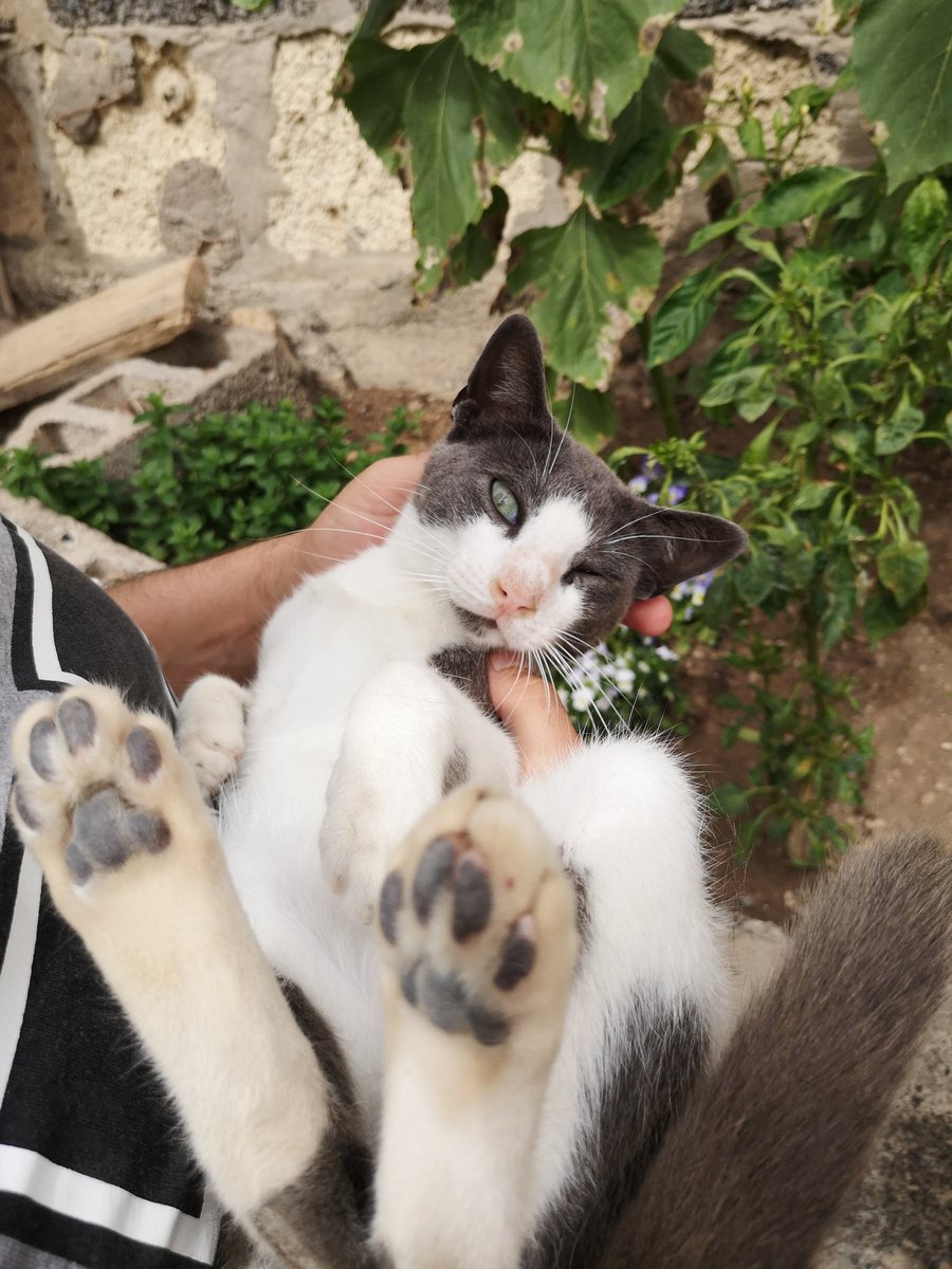 veroarado's tweet photo. Con las patitas sucias https://t.co/vT1NxfNZQZ