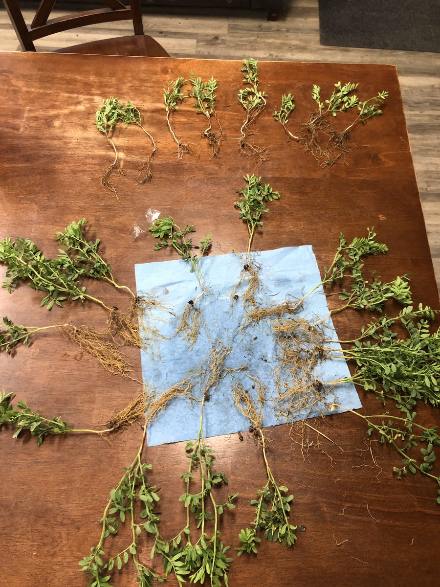 douggomex's tweet photo. Thanks to our dealer and grower near Strasbourg #PDHG Farms.
Lentils on towel have #Omex above NOT! ask for details it is proof positive. #TPA #OMEX https://t.co/Tvi65tOTRt
