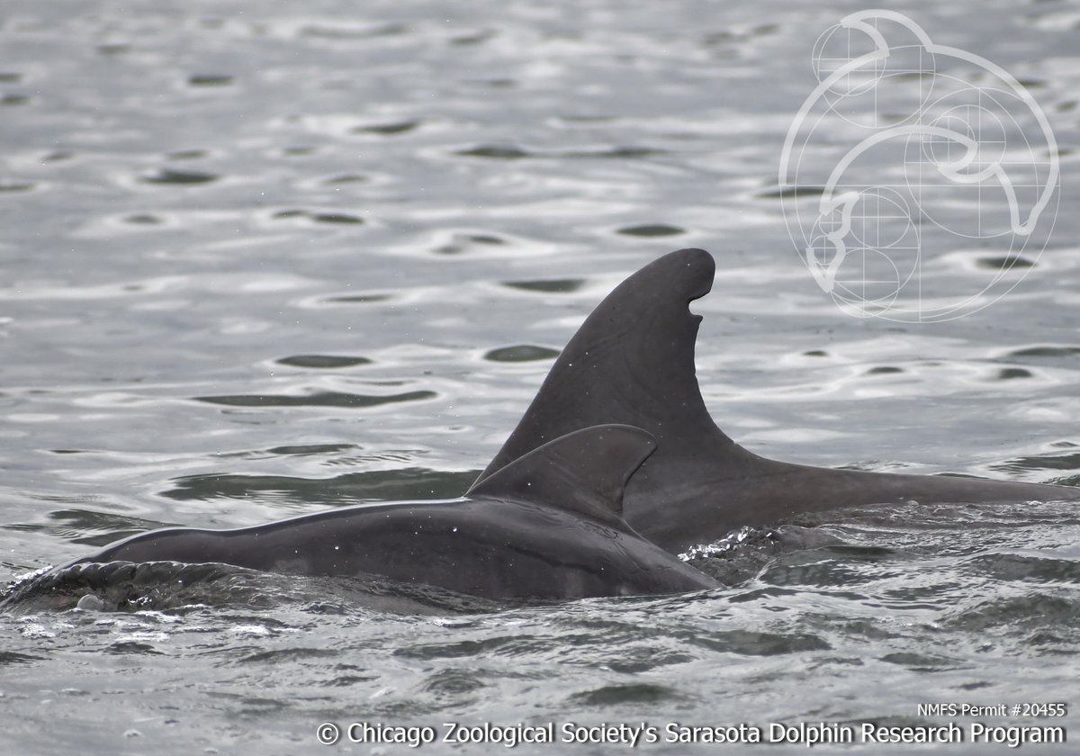 dolphinsarasota's tweet photo. TGIF! We have new 2020 babies to announce! #FB55 is shown here with our 3rd resident YOY (young of the year), seen June 5th (#C557). This is her 7th calf! #CZSSDRPyoy #dolphin #dolphins #SciComm #STEM #LoveFL #Sarasota #conservation #research #marinescience https://t.co/hn3pmFd6YJ
