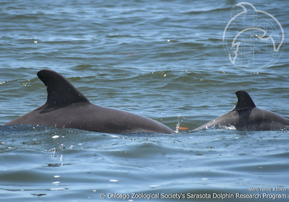 dolphinsarasota's tweet photo. Our 4th 2020 YOY was just seen yesterday! Mom and calf (pic1) were also hanging out with the baby's grandma (pic2). #Bottlenosedolphins don’t regularly hang out in extended family groups, so it’s extra special when we see them all together like this. #CZSSDRPyoy #STEM #LoveFL https://t.co/5wzvRRuR5R