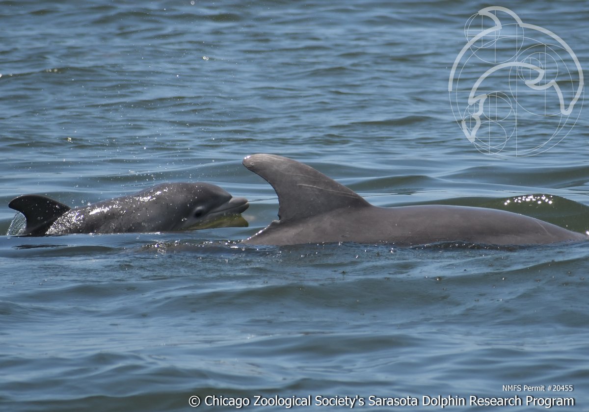 dolphinsarasota's tweet photo. Our 4th 2020 YOY was just seen yesterday! Mom and calf (pic1) were also hanging out with the baby's grandma (pic2). #Bottlenosedolphins don’t regularly hang out in extended family groups, so it’s extra special when we see them all together like this. #CZSSDRPyoy #STEM #LoveFL https://t.co/5wzvRRuR5R