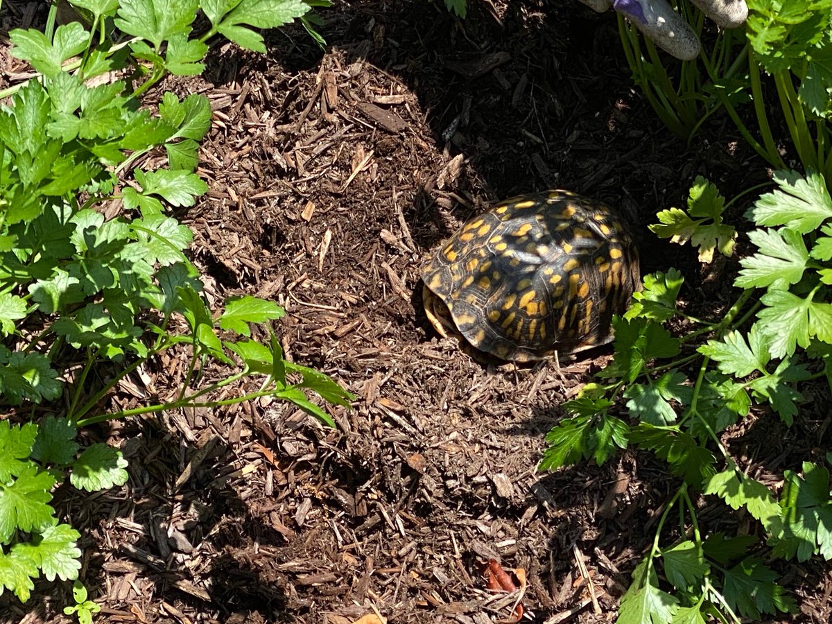 Wilson Botanical tweet media