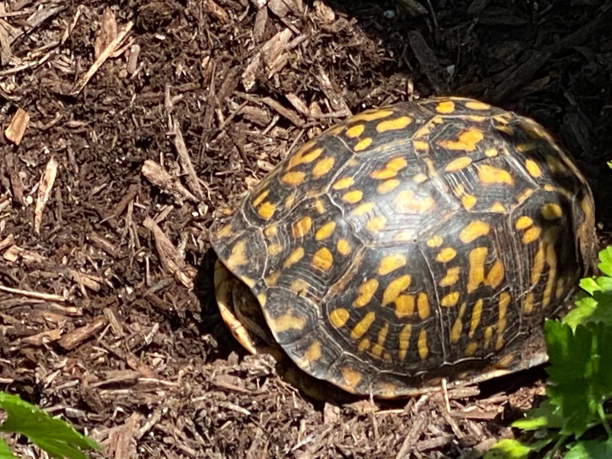 Wilson Botanical tweet media