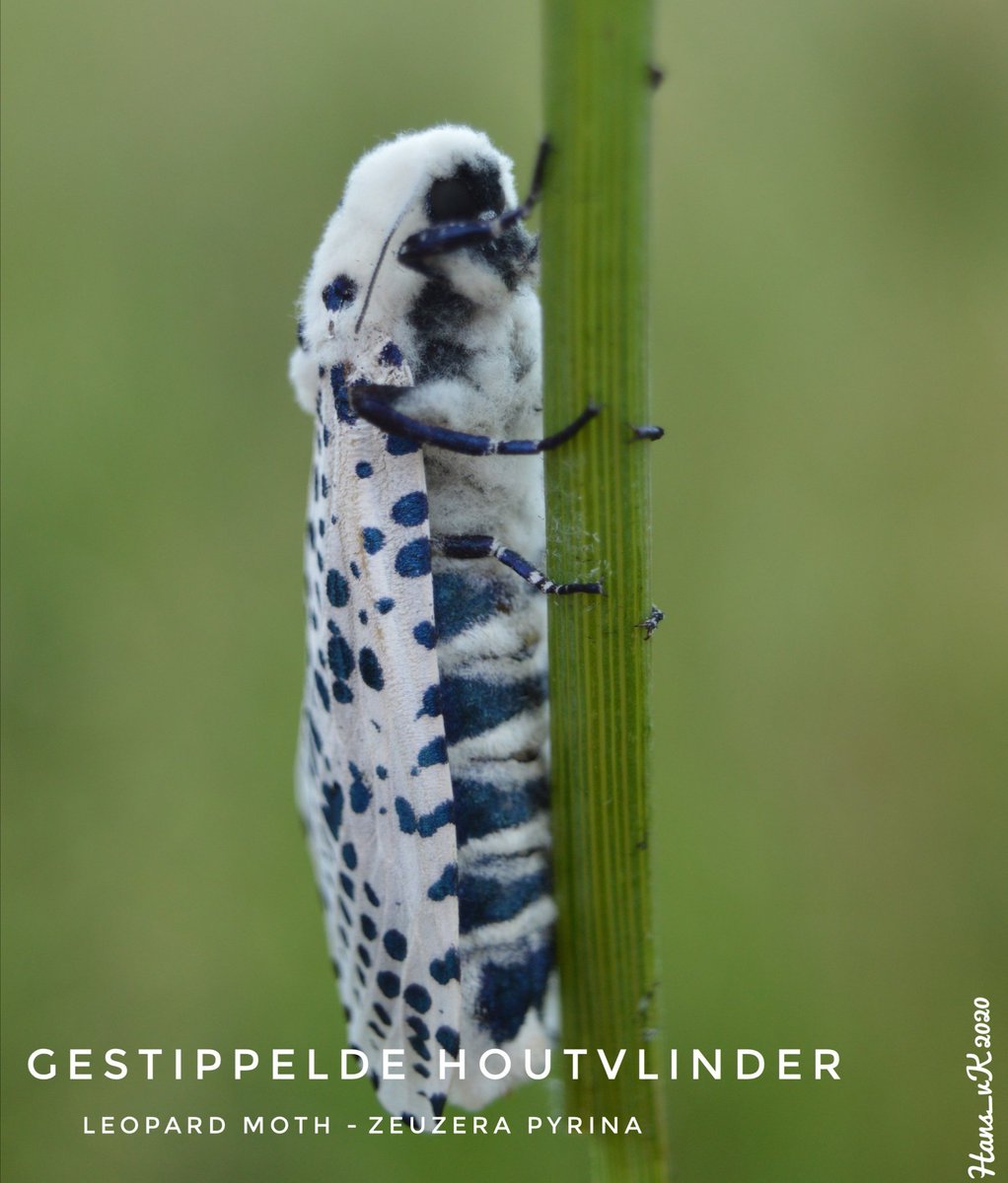 _hans_vk_'s tweet photo. @insectengezien @waarneming @volgdenatuur #natuur @VroegeVogels #insect #gestippeldehoutvlinder #leopardmoth #nachtvlinder Wat een mooie. Met zijn blauwe vlekken. https://t.co/Zr5N2q00Gk