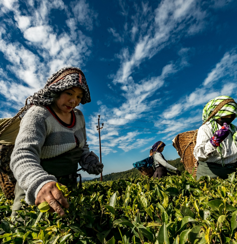 During a crisis, access to 🌾 is essential. So @USAID supports @TuftsUniversity & @CatholicRelief in launching @SEADS_Standard to develop #agriculture standards for #humanitarians helping farming communities during emergencies, preparedness & recovery ➡️ seads-standards.org