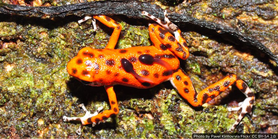 Female strawberry poison frog carrying tadpoles