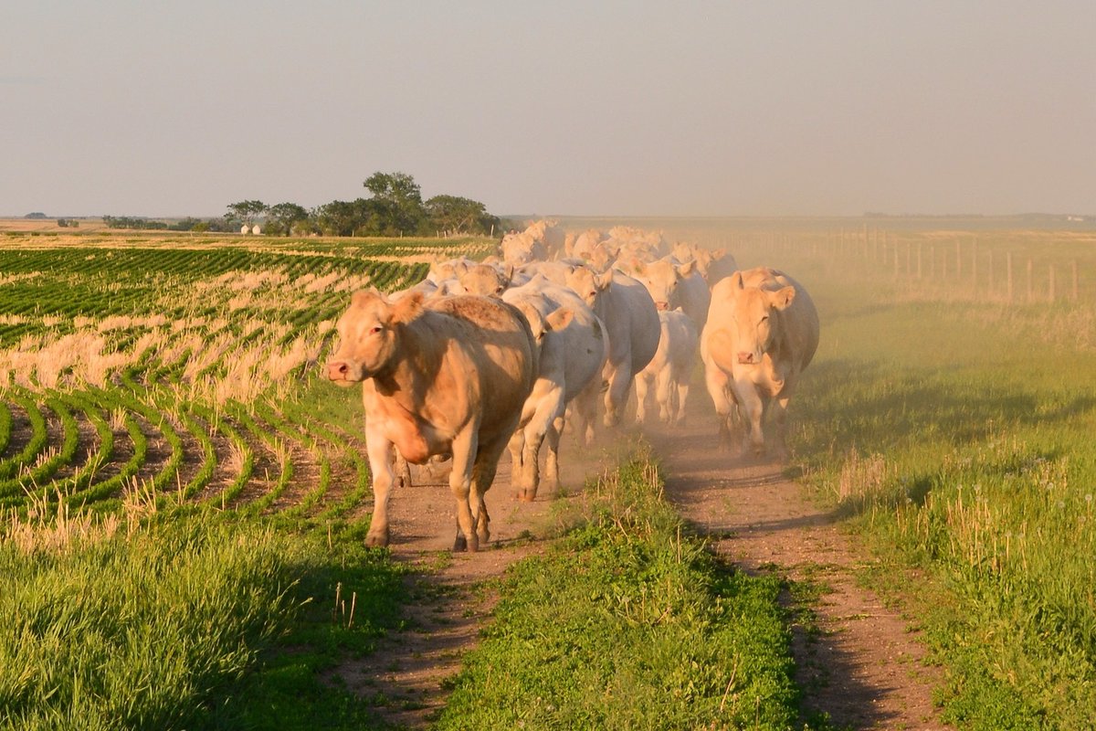 end_valley's tweet photo. ON THE MOVE 
FROM our Spring Pasture
TO our Native Summer Pasture
RKJ Ledgen 20C's herd  
END 63X &amp; END 17X 10 yr olds in the lead
FYI: 17X dam END 4S @kelsnora 4-H project that won 1st, 2nd &amp; 3rd year futurity &amp; Cow Calf at our Ernfold 4-H Beef Club 
#valleysendcharolais https://t.co/f5NZm8zHf0