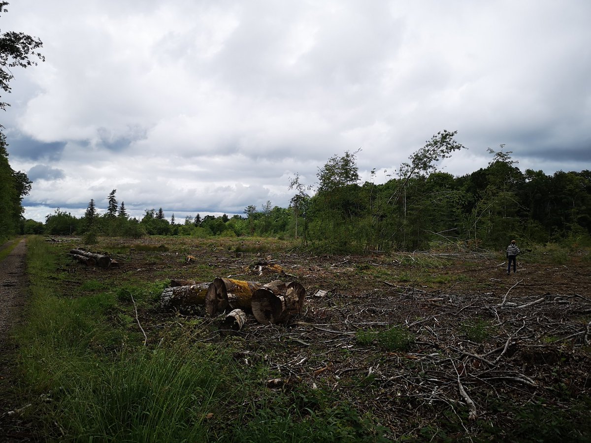 macherog's tweet photo. @PEFCFrance, vous avez certifié l'entreprise bioforest à Fleury sur Orne en Normandie
Voici un de leur chantier ⬇️
C'est ça la gestion durable de forêt ? https://t.co/eGiLTMg9kU