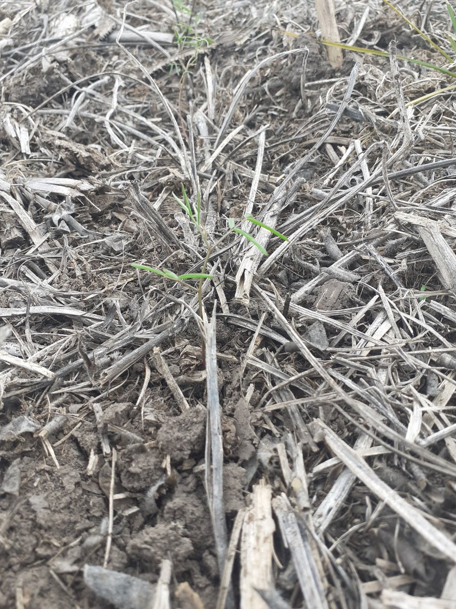 90 % de la sup. con trigo o cultivos de cobertura, protegiendo en suelo de la erosión. Privados cuidando un recurso estratégico para el país.  Por acá empieza la soberanía alimentaria,  por si le interesa Sr Estado...