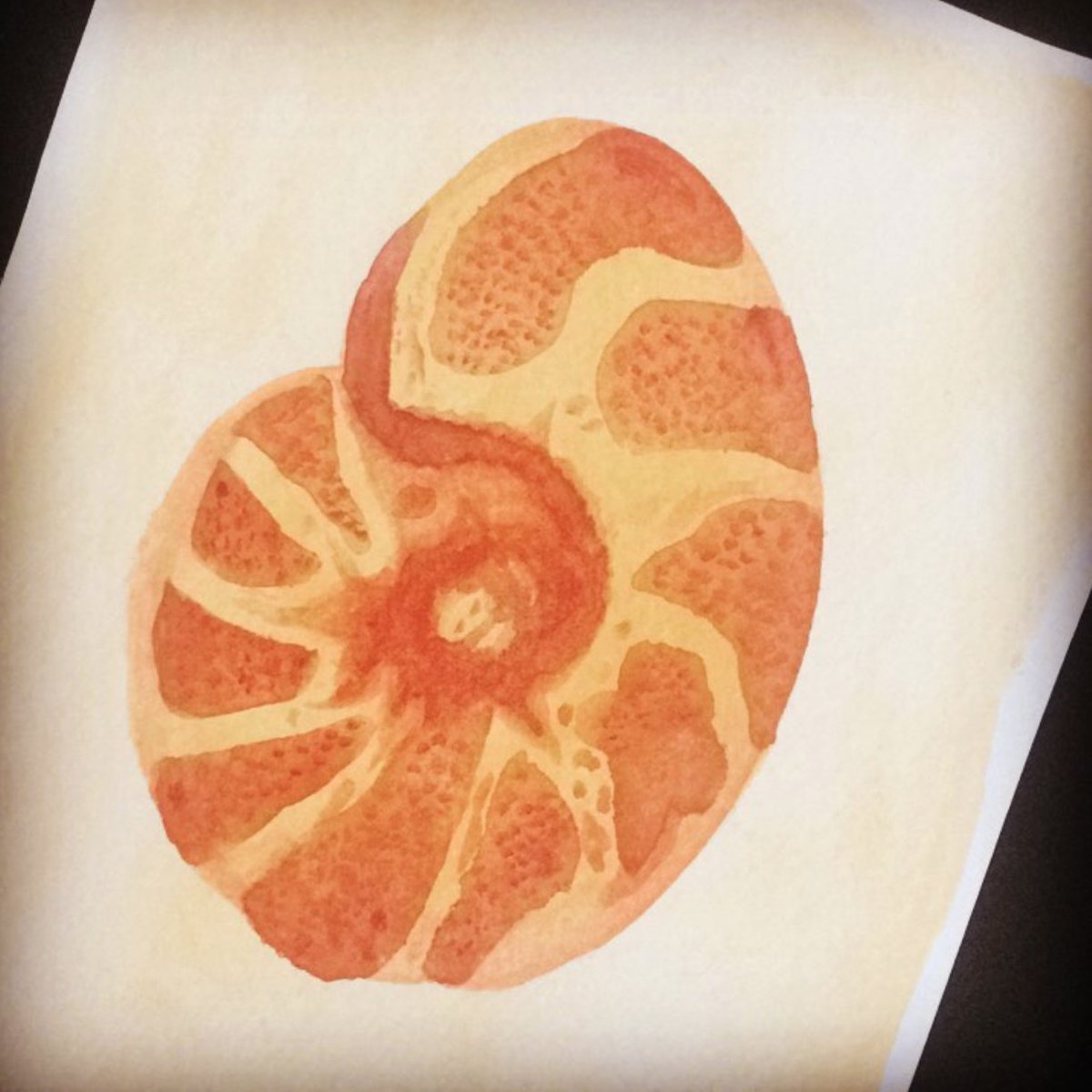tannerjanfry's tweet photo. I painted the foram Anomalinoides in a nice warm watercolour palette! #fossilfriday #foramfriday #foram #foraminifera #fossil #palaeontology #micropalaeontology #microfossil #anomalinoides #watercolour #illustration #scienceart #painting #fossildrawing #fossilart #fossilpainting https://t.co/98WNWzwSO9