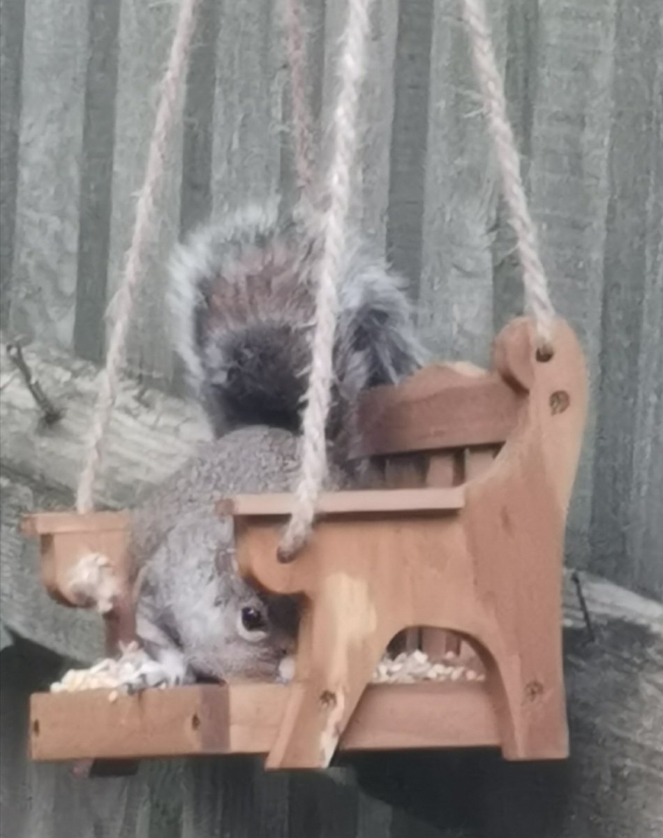 Bought a new bird feeder and today it had a new visitor. Does anyone know what type of bird this is?