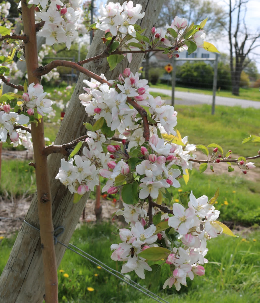 RubyFrostApple's tweet photo. These blooms are going to be amazing SnapDragon apples in just a few short weeks! #thesnapisback #reachforruby https://t.co/JejbnYaaqQ