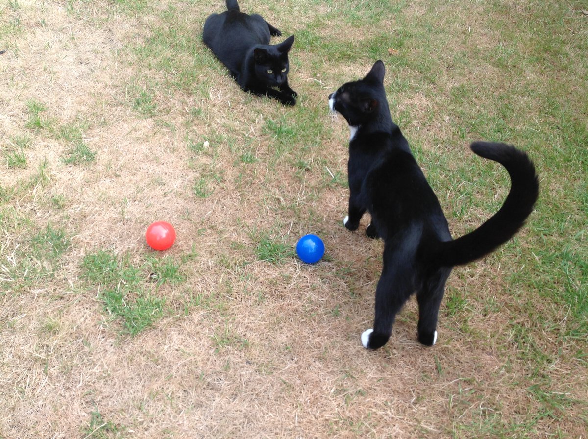 Thievesbook's tweet photo. When trying to rope in the (then) kittens to help explain an opposition of Mars (red) from Earth (blue), factor in something else #Rascality
@mars_stu @DrCaplin @NicBoothby @CatsShelf @JoyOfCats @howellspace @fegbutcher @SeismoAnna https://t.co/KhG3iGcGAv