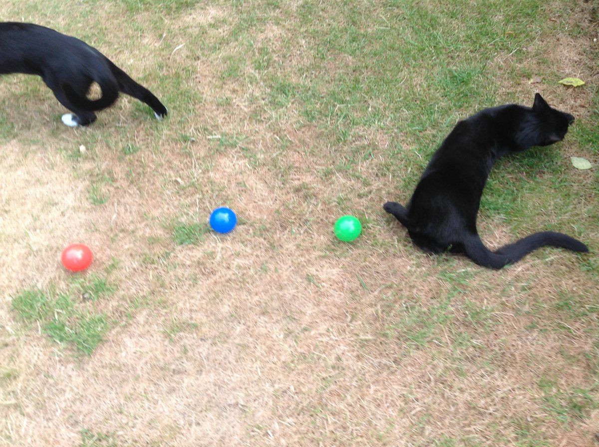 Thievesbook's tweet photo. When trying to rope in the (then) kittens to help explain an opposition of Mars (red) from Earth (blue), factor in something else #Rascality
@mars_stu @DrCaplin @NicBoothby @CatsShelf @JoyOfCats @howellspace @fegbutcher @SeismoAnna https://t.co/KhG3iGcGAv
