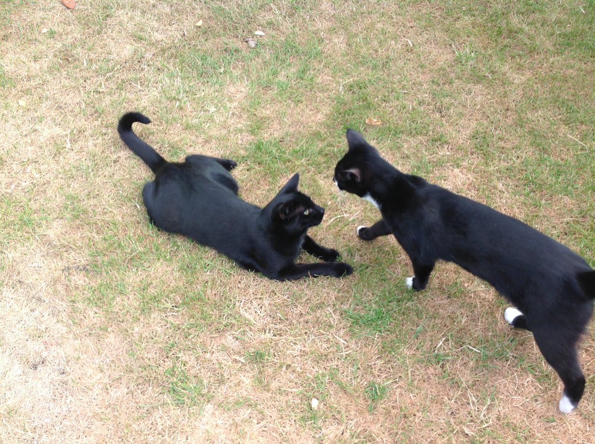 Thievesbook's tweet photo. When trying to rope in the (then) kittens to help explain an opposition of Mars (red) from Earth (blue), factor in something else #Rascality
@mars_stu @DrCaplin @NicBoothby @CatsShelf @JoyOfCats @howellspace @fegbutcher @SeismoAnna https://t.co/KhG3iGcGAv