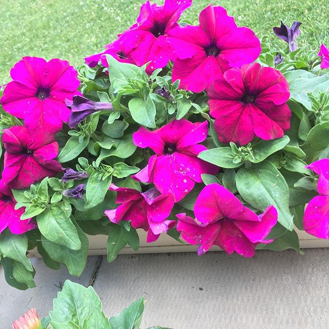 annafrye77's tweet photo. I’m so glad God created flowers. I love growing them! https://t.co/K2N5qm1CVj https://t.co/Sv90PySjVv