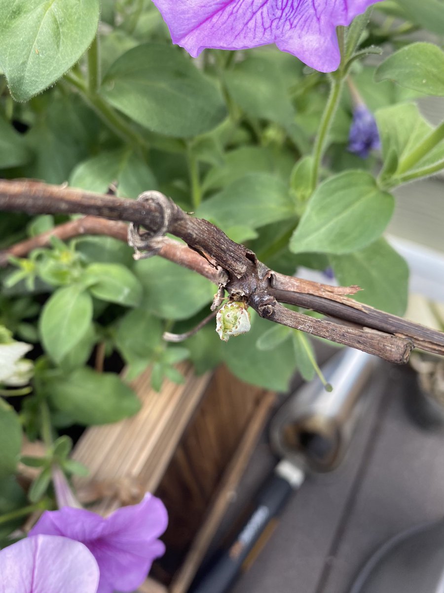 you probably can’t tell but this is a grape plant for green grapes. i’d stopped paying attention to it because it’s surrounded by flowers and it looked like it wasn’t growing at all. then today i noticed a bud coming out.