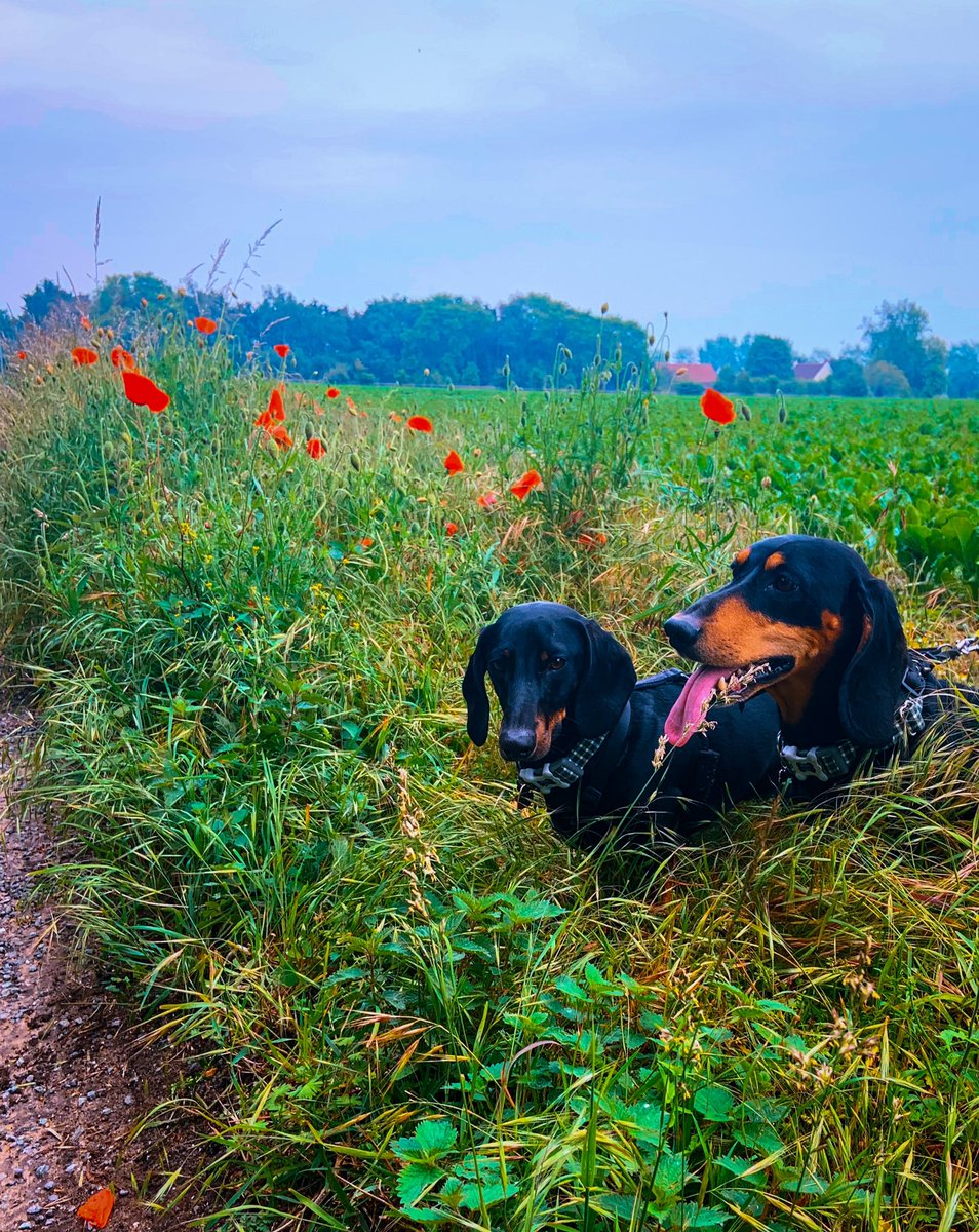 whenyourtoocute's tweet photo. Poppy’s and paws 🥰🐾🐾 ... remembering @MissLilyPie we miss you terribly 🐾🐾❤️❤️❤️ https://t.co/AxlLYFgtnT