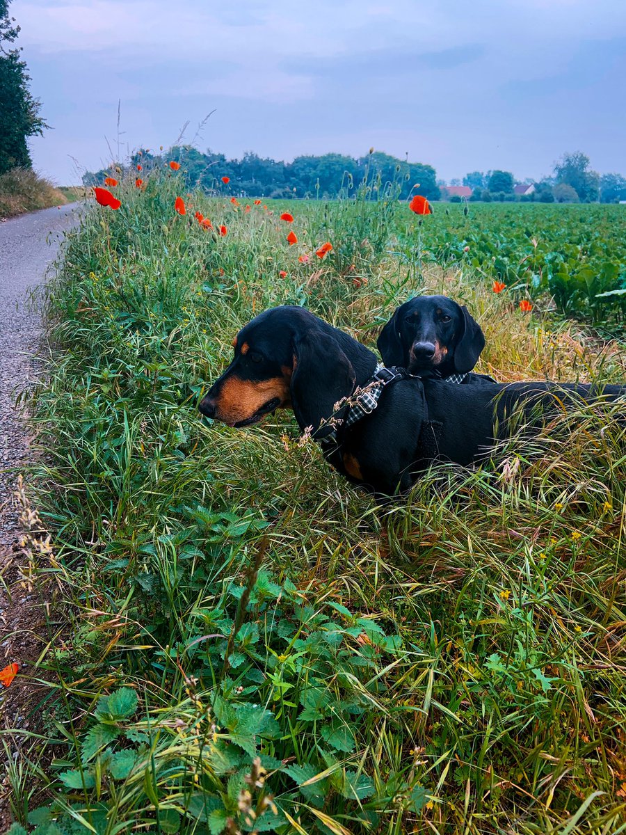 whenyourtoocute's tweet photo. Poppy’s and paws 🥰🐾🐾 ... remembering @MissLilyPie we miss you terribly 🐾🐾❤️❤️❤️ https://t.co/AxlLYFgtnT