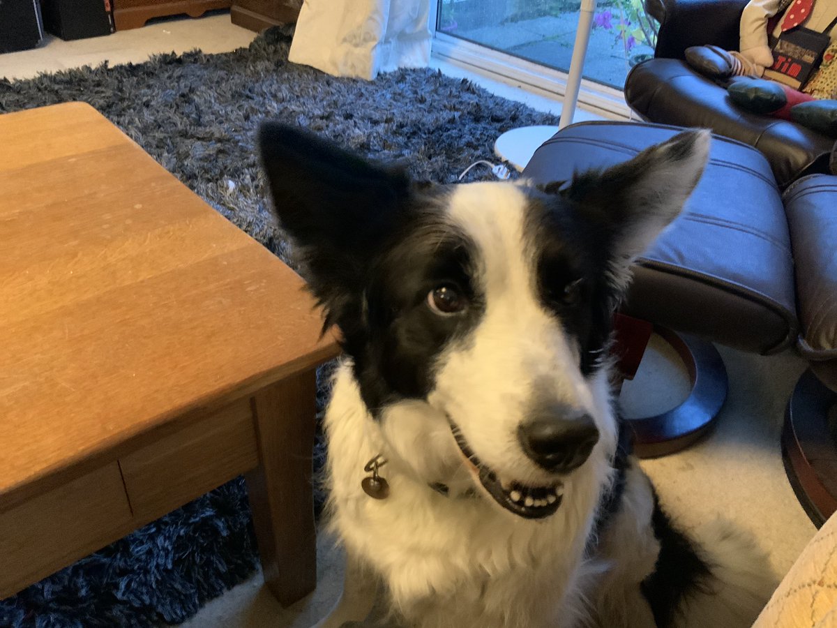 Kernow_Life's tweet photo. #humman dad might start trowinnn da ball again @mybordercollie https://t.co/X0YHJVC7Hn