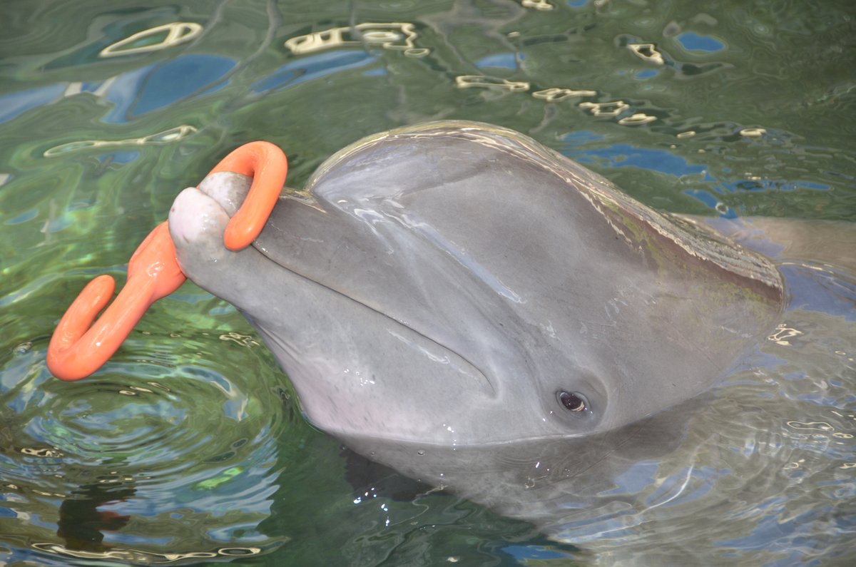 Dolphin_Quest's tweet photo. Who's ready for some dolphin anatomy trivia? If you're a fan of the page, you might know this one! Check out the picture below. What part of the body is that toy hanging from? Leave your answer in the comments below! HINT: It's not a nose!
#DolphinQuest #AMMPA #ProtectOurHome https://t.co/Bw16izSQJD