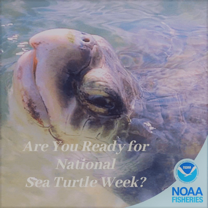 NOAAFish_GARFO's tweet photo. Welcome to #NationalSeaTurtle Week! This week we will be highlighting sea turtle species in our region, what's being done to protect them, and how you can help sea turtles from home! https://t.co/V7p9DVmB6N https://t.co/vnKwZbtDk8