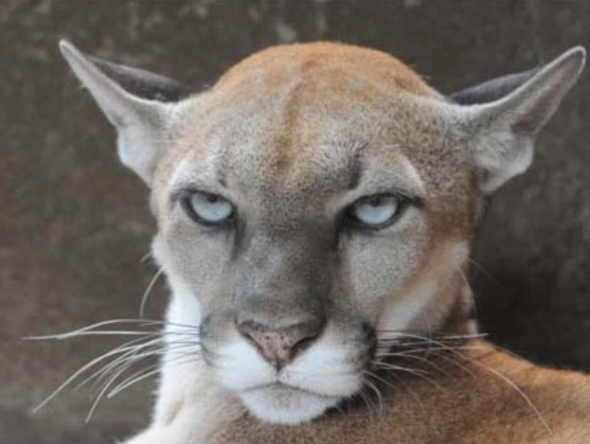GreenSparkGroup's tweet photo. Someone seems very annoyed that you almost forgot it's National Cougar Day! So hug your favorite cougar today and tell them how much they mean to you! 
https://t.co/g23QpWcLlP

#NationalCougarDay #HugACat #EnvironmentalDates #CougarsNeedLoveToo #Biodiversity #StopHabitatLoss https://t.co/yz4vf98yZR