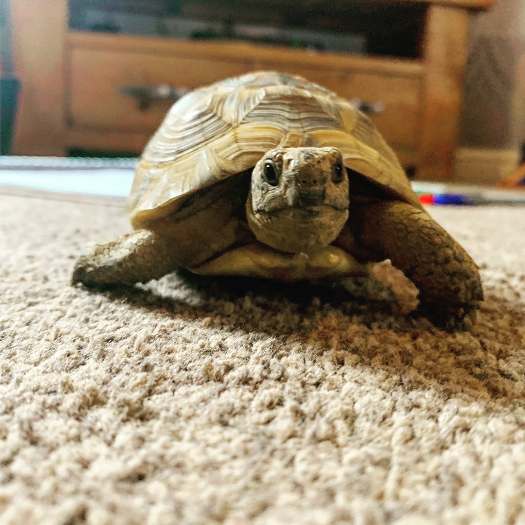 Benjie_Shep's tweet photo. Pebble the 🐢 really has proved helpful today. Helped me knock through Draft 2 of my #EIP Assignment for my BSc (Hons) Professional Practice. She also enjoyed watching Playmobil Movie with Bert. No help at all with the 7 Loads of Washing though! #notdomesticated 🙄 https://t.co/DDpWYMrAf9