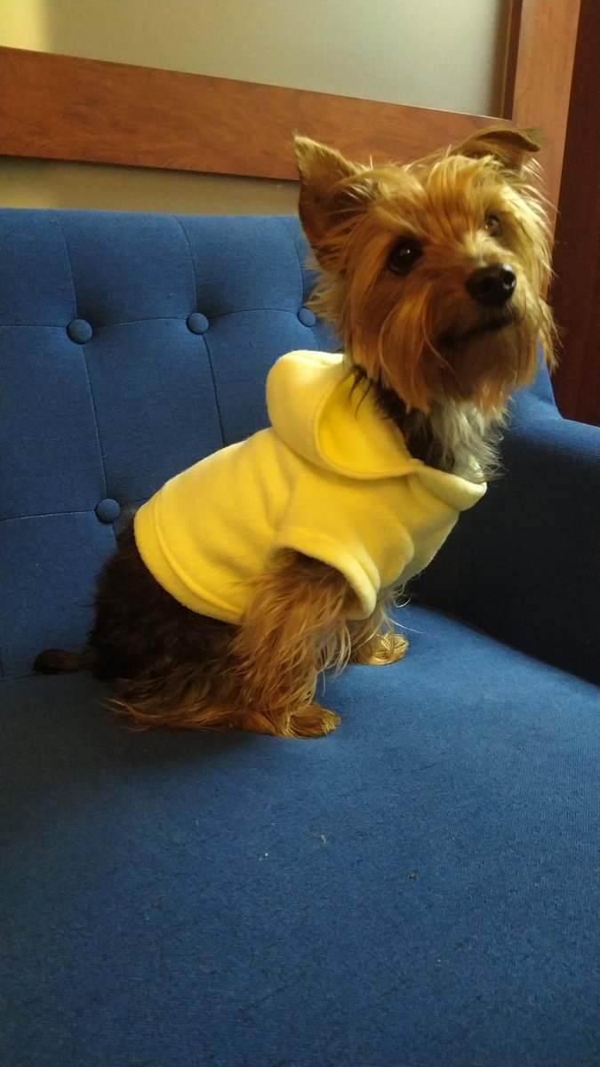 ratinchilla's tweet photo. Hola! Mi mami está sin pega y está vendiendo mascarillas y accesorios de perritos. Pueden pedir por acá o  en https://t.co/4hLfrVIjNx ♥️ por fa RT! https://t.co/zCyuQ9WbSR