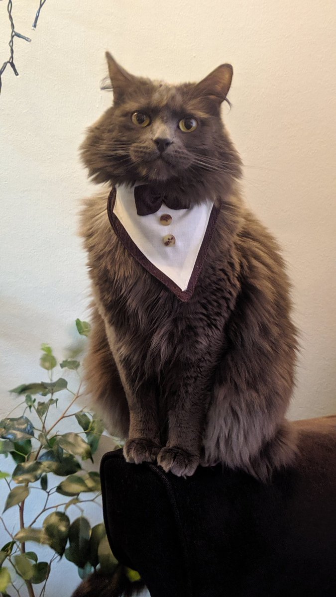 ratinchilla's tweet photo. Hola! Mi mami está sin pega y está vendiendo mascarillas y accesorios de perritos. Pueden pedir por acá o  en https://t.co/4hLfrVIjNx ♥️ por fa RT! https://t.co/zCyuQ9WbSR