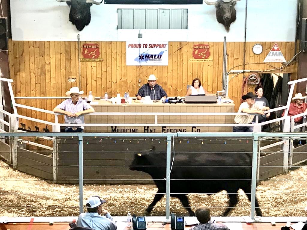 Haloairrescue's tweet photo. See the link for the results of the Med Hat and district 4-H sale that supported HALO!! https://t.co/L6bhVvkeUd #inflightforyourlife
#yxh #yql #southernalberta
#medhat #HEMS #halorescue
#haloairambulance #lethbridge #4Hforhalo https://t.co/uYrWCmlN0b