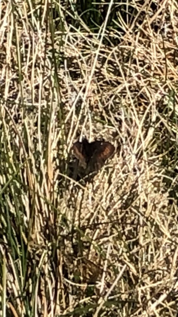 Mountain ringlets on Hartsop Dodd and South West of Caudale Moor summit. Approx 22 counted in flight on 1st June, a warm sunny day.