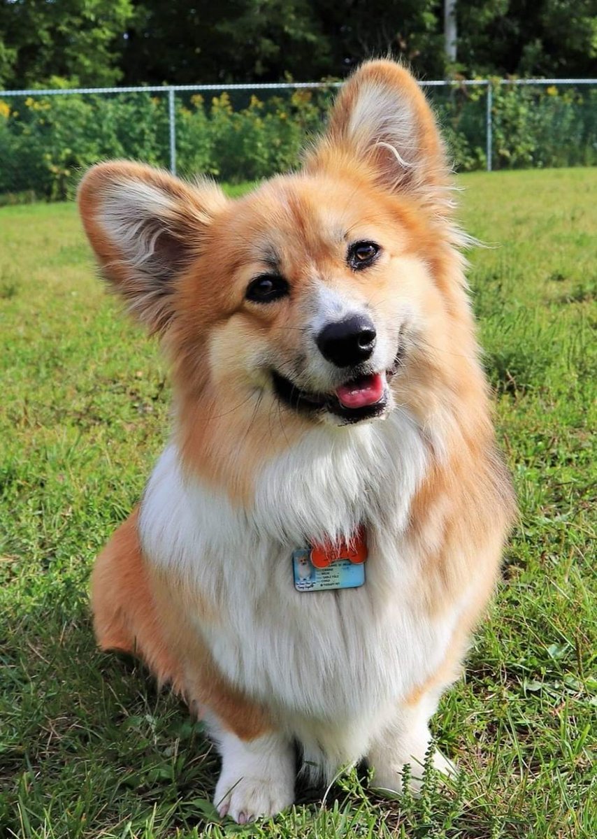 ScreamingDeaf's tweet photo. @beatricepirate Et un corgi? C'est un style de chien berger. Voici notre bébé de 1.5 an, Gaïa 🐾💕 https://t.co/iLCc0b8W7W
