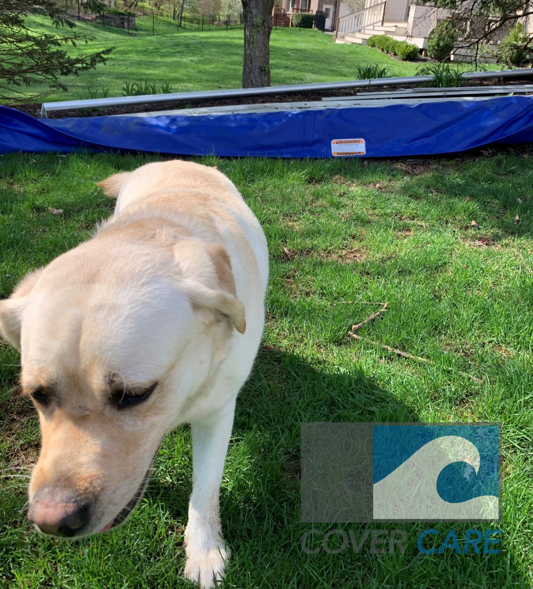 CoverCareLLC's tweet image. Ruby is excited about the new automatic pool cover being installed! 
.
.
.
.
 #automaticpoolcover #covercare #safety #pets #dog #pool #newinstall #poolcover #reliable #trustworthy #safe #savelives #yellowlab #petsafety