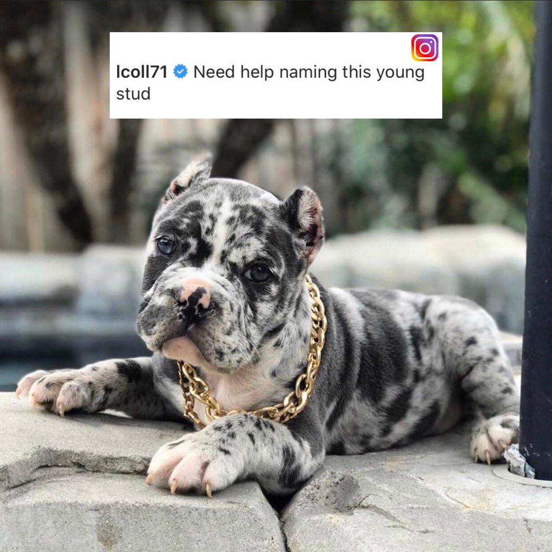 What should La’el Collins name his dog?